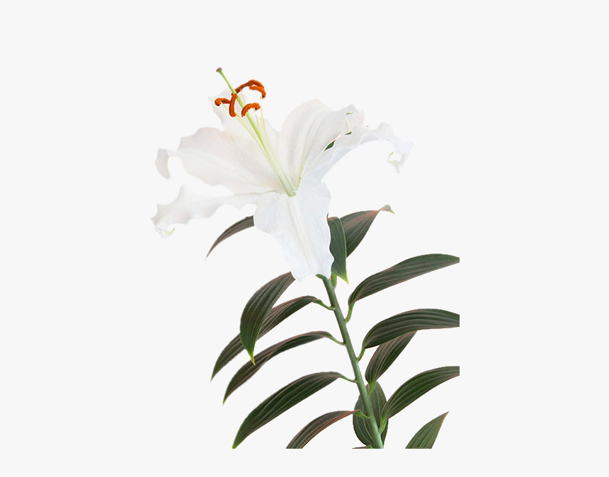Lily Flower, HD Png Download