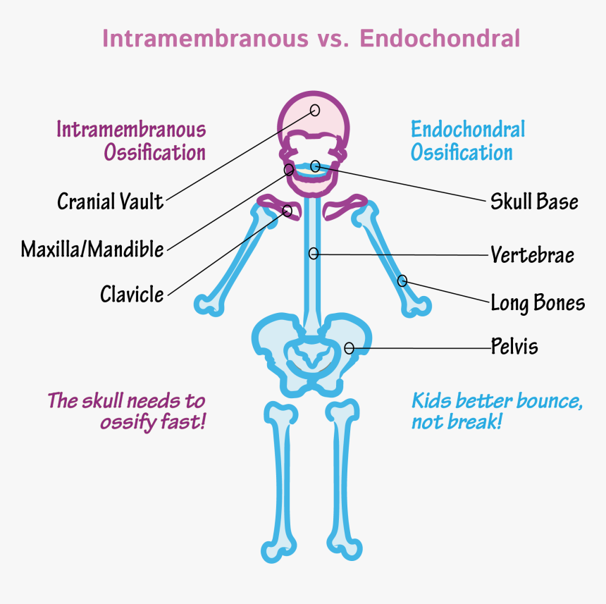 Diagram, HD Png Download