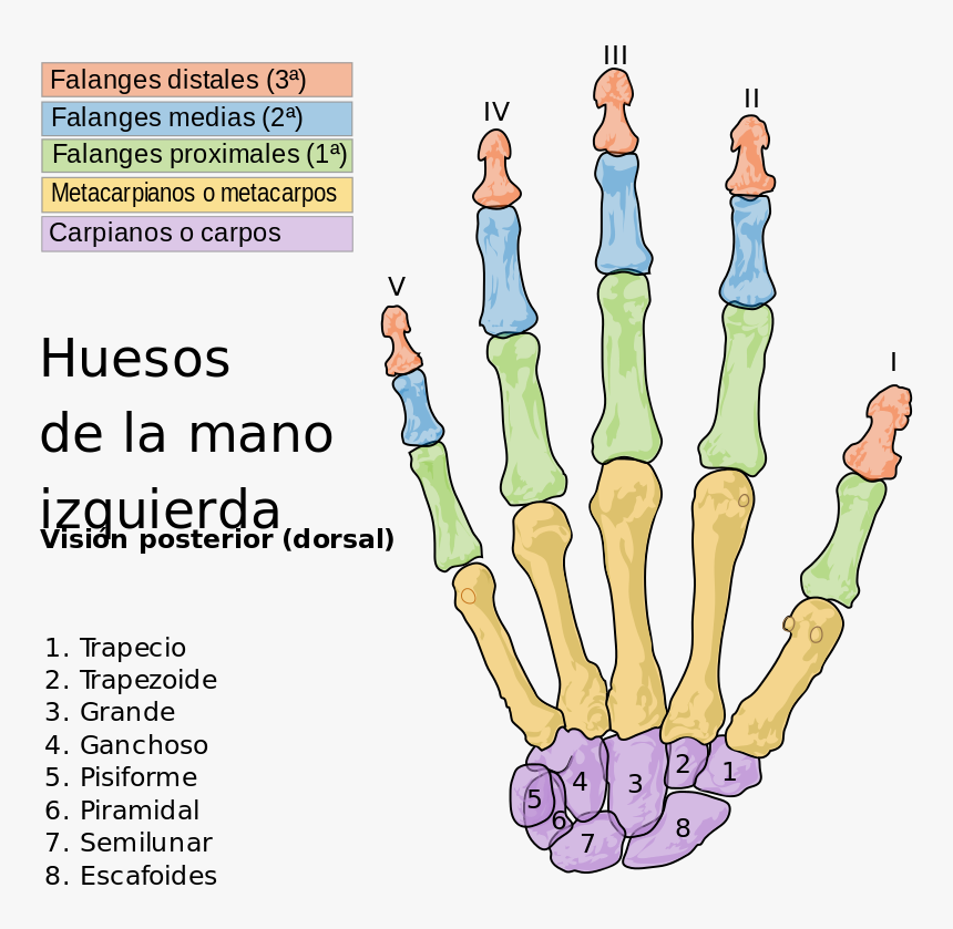 Scheme Human Hand Bones Es Com , Png Download - Bones Of The Hand, Transparent Png