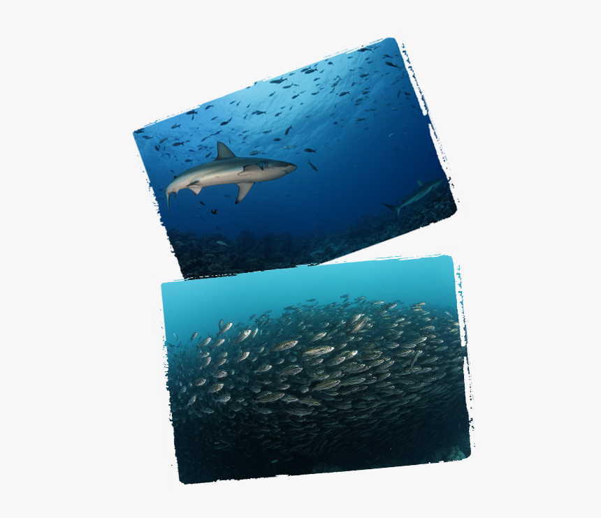 Shark, HD Png Download