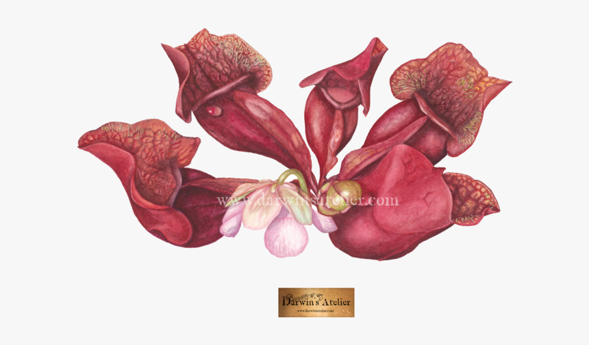 Rosea W Logo W Watermark - Amaryllis Belladonna, HD Png Download