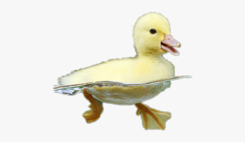 Save Ducks, HD Png Download