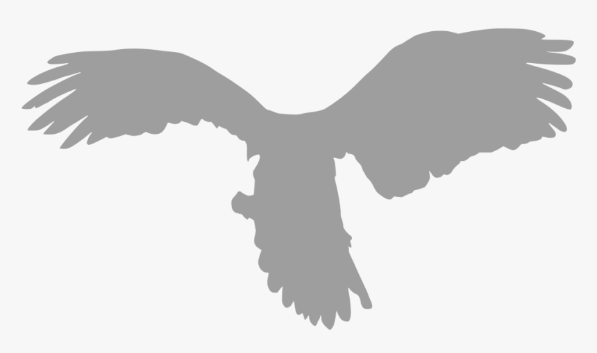 Bird Of Prey, HD Png Download