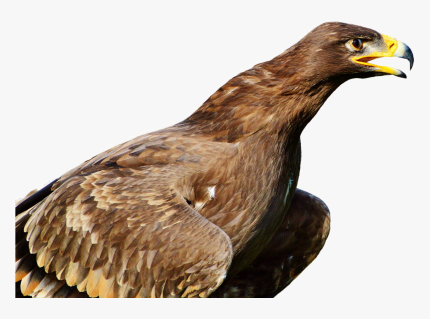 Bird Of Prey, HD Png Download