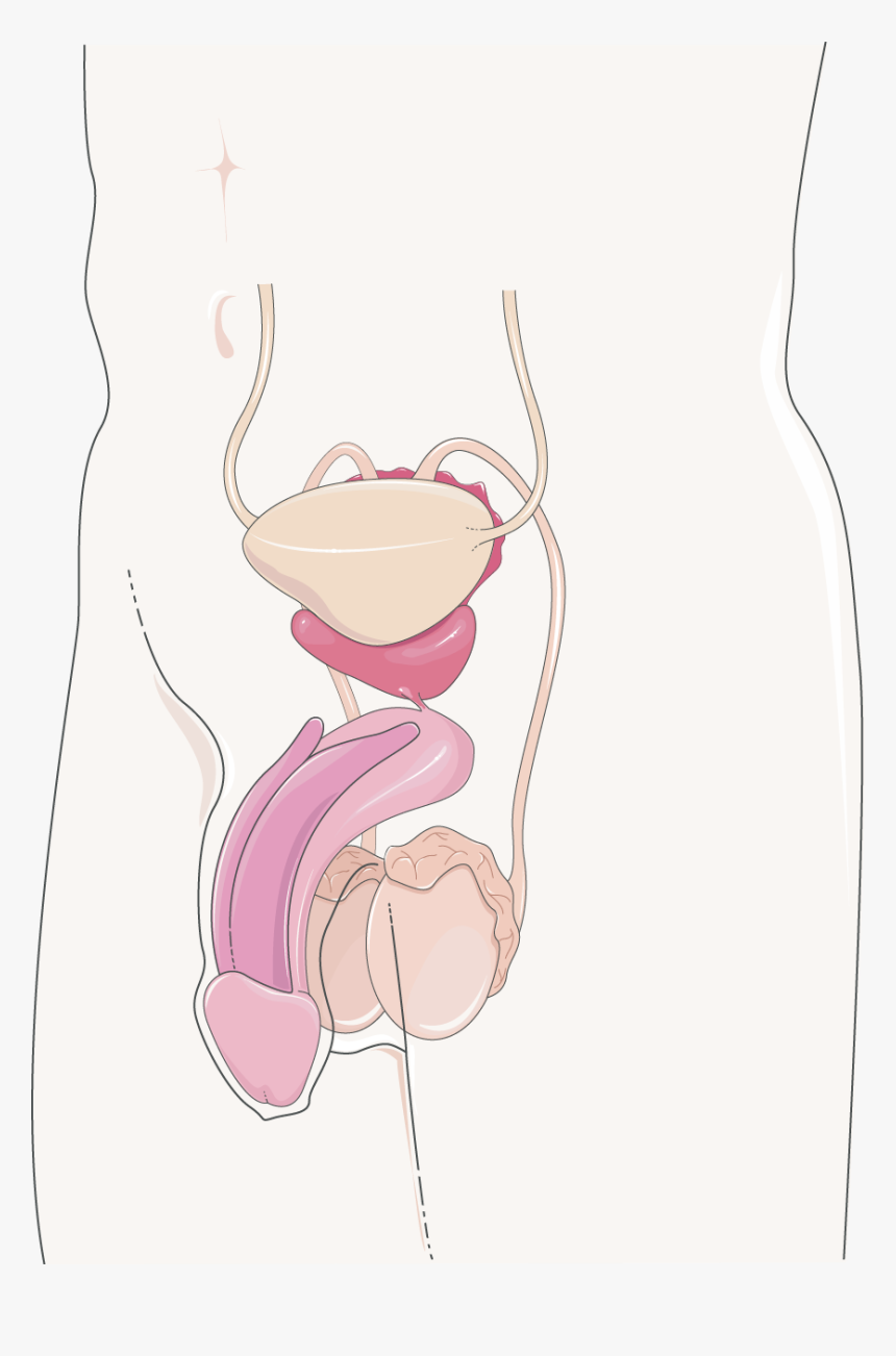 Appareil Génital Masculin - Servier Medical Art Reproductive Male, HD Png Download