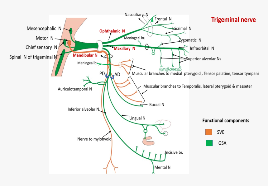 Trigeminal Nerve - Course And Branches Of Trigeminal Nerve, HD Png Download