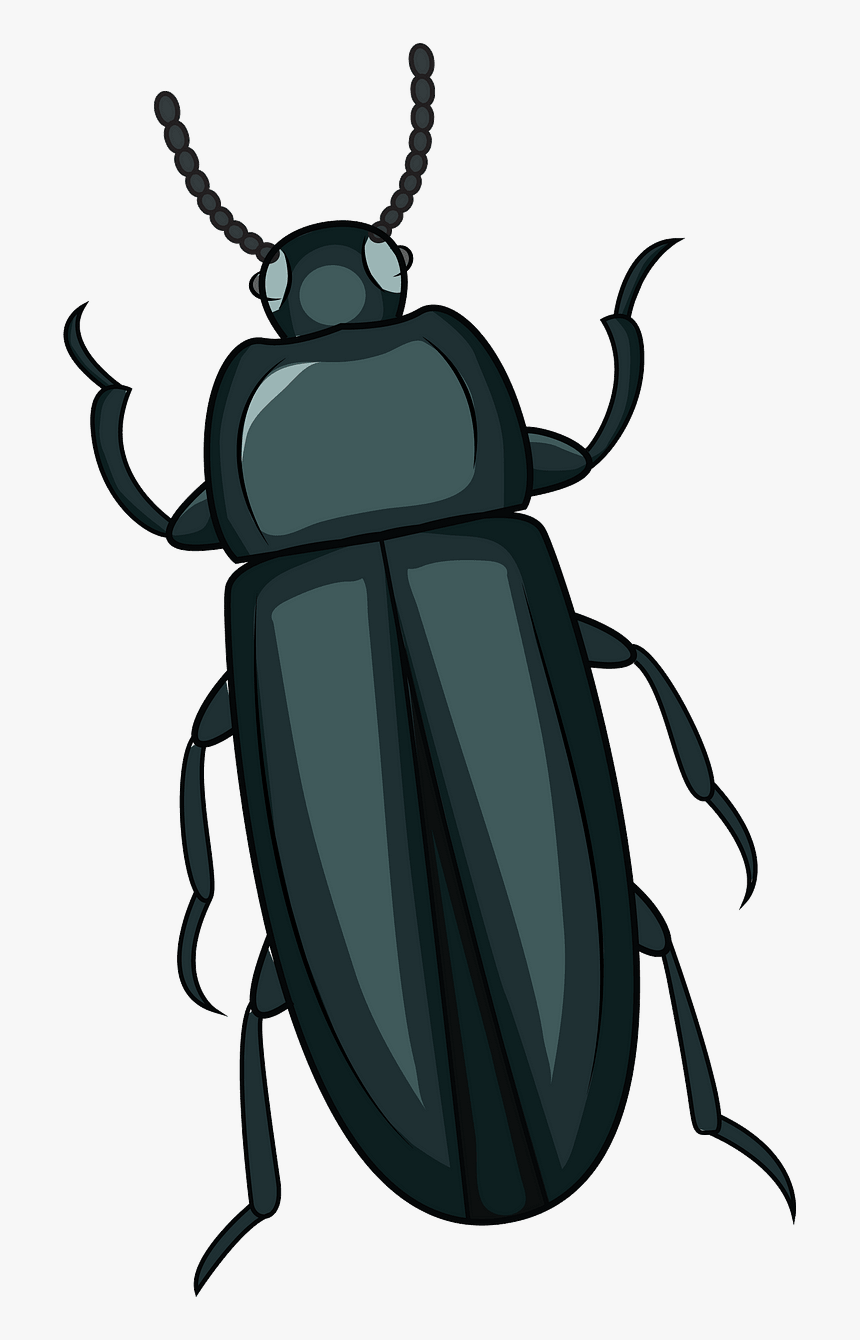 Mealworm Beetle Clipart - Beetle Clipart, HD Png Download