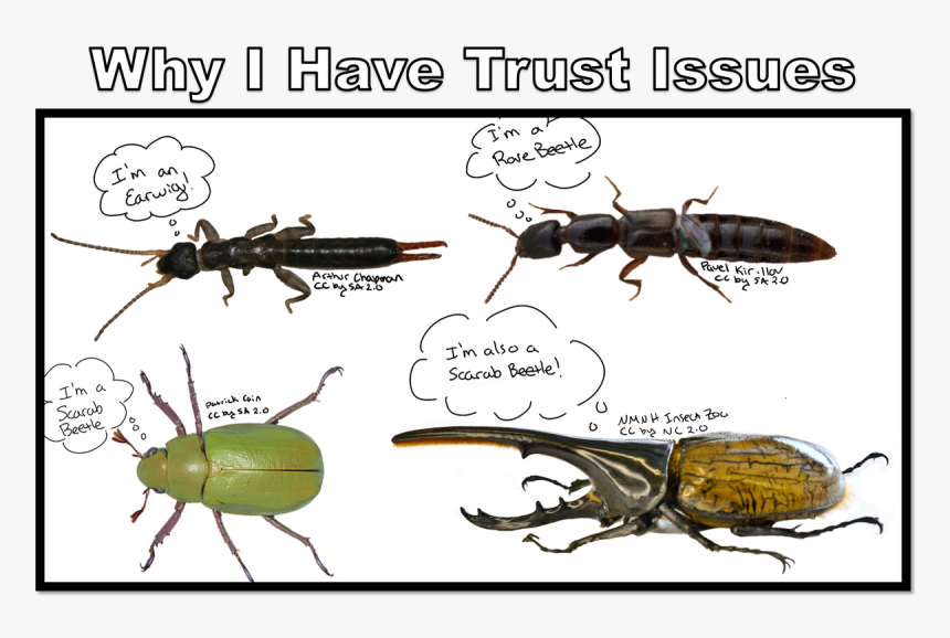🐞 Nancy Miorelli 🐞 On Twitter - Longhorn Beetle, HD Png Download