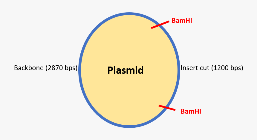 Circle, HD Png Download