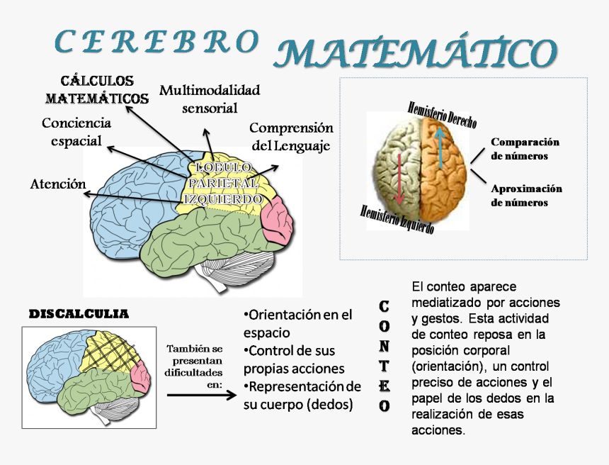 Matemáticas En El Cerebro - Cerebro Y Las Matematicas, HD Png Download