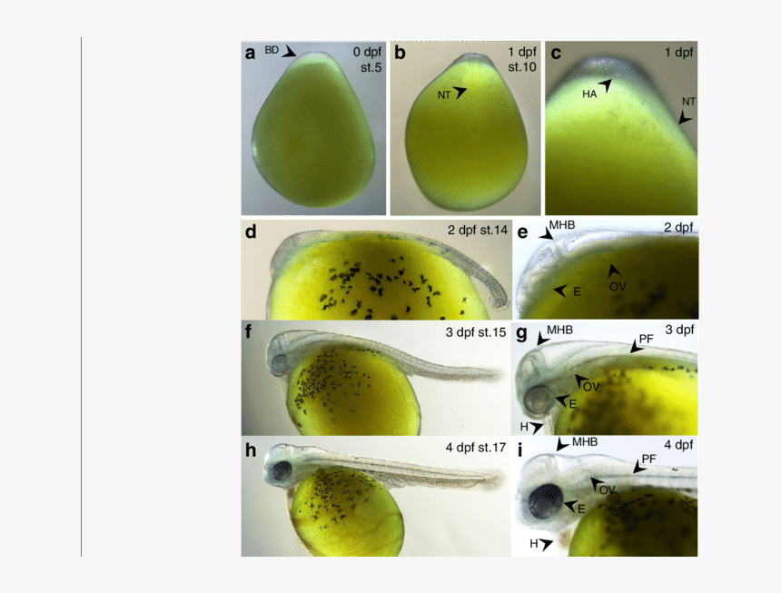 Burtoni Eggs, HD Png Download