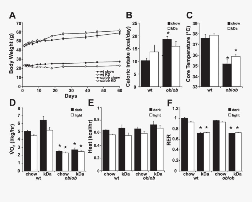 Ketogenic Diet Mice Weight, HD Png Download