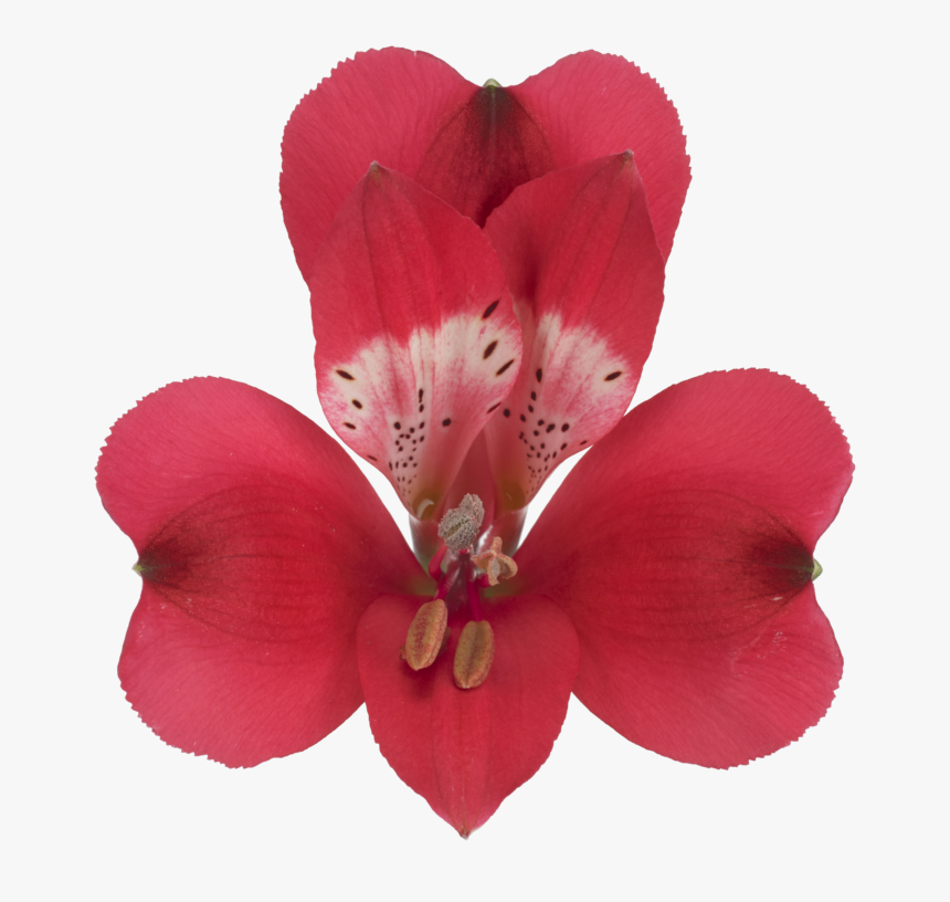 Lily, HD Png Download