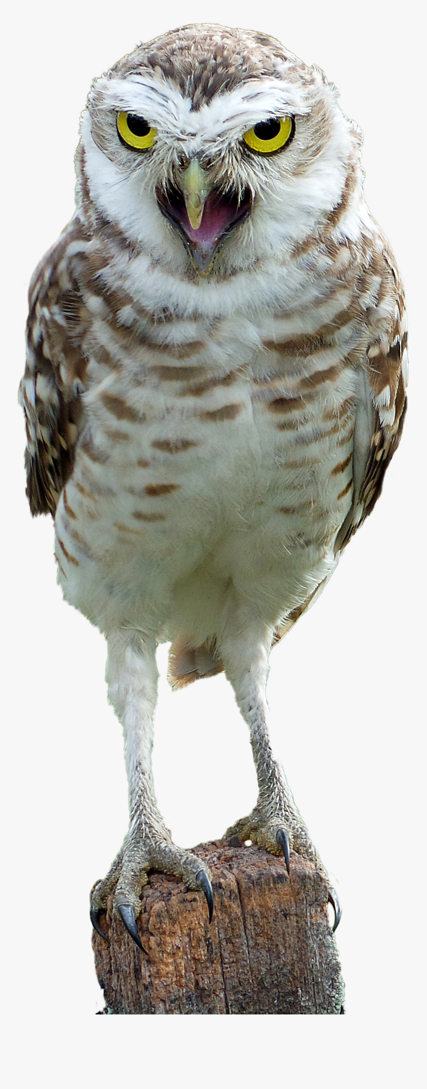 Aves Silvestres Png, Transparent Png