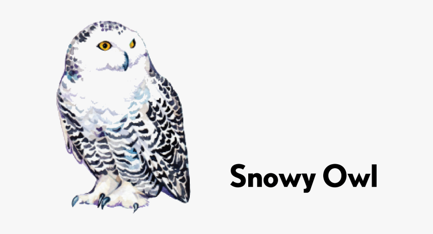 Budgie, HD Png Download