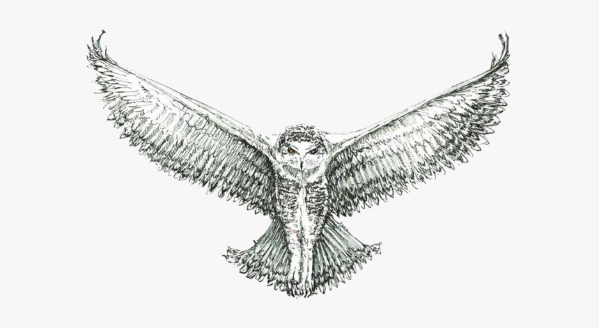 Golden Eagle, HD Png Download