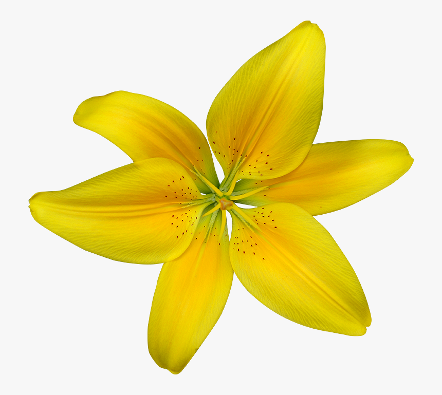Dwarf Day Lily, HD Png Download