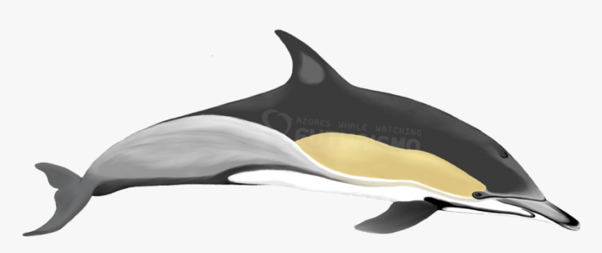 Yellow Common Dolphin, HD Png Download