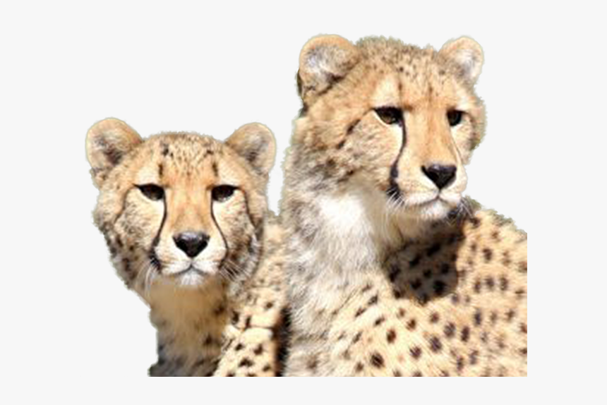 Cheetah, HD Png Download