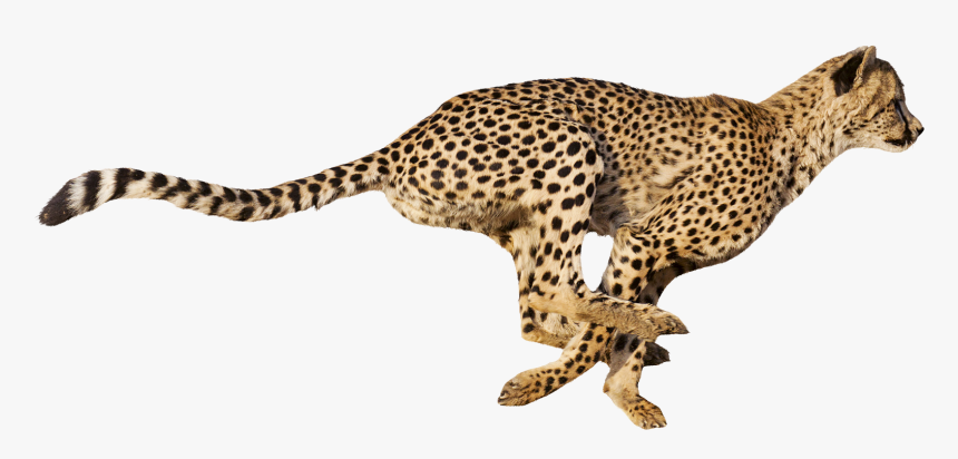 Cheetah, HD Png Download