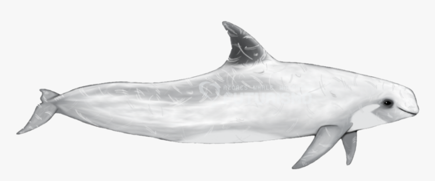 Common Bottlenose Dolphin, HD Png Download