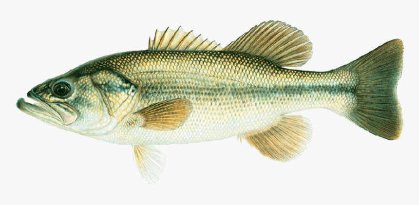 Joseph Tomelleri Large Mouth Bass - Bass Fish, HD Png Download