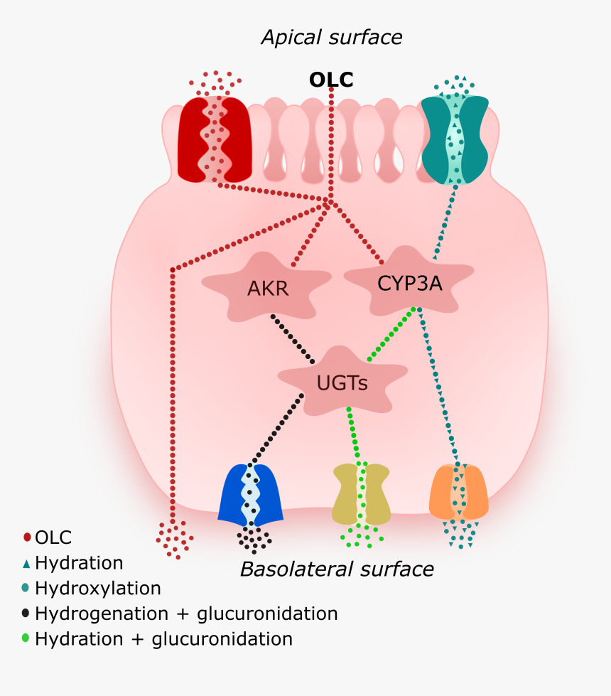 Diagram, HD Png Download