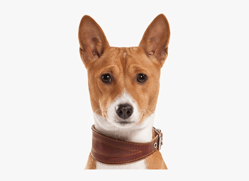 Basenji Dogs For Sale, HD Png Download
