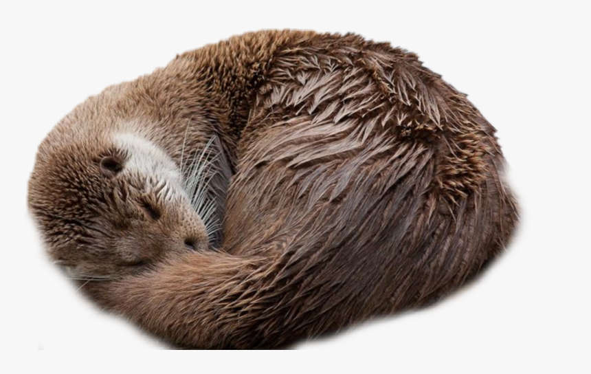#nick-name Is Otter - Otter Taking A Nap, HD Png Download