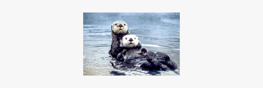 Sea Otters, HD Png Download