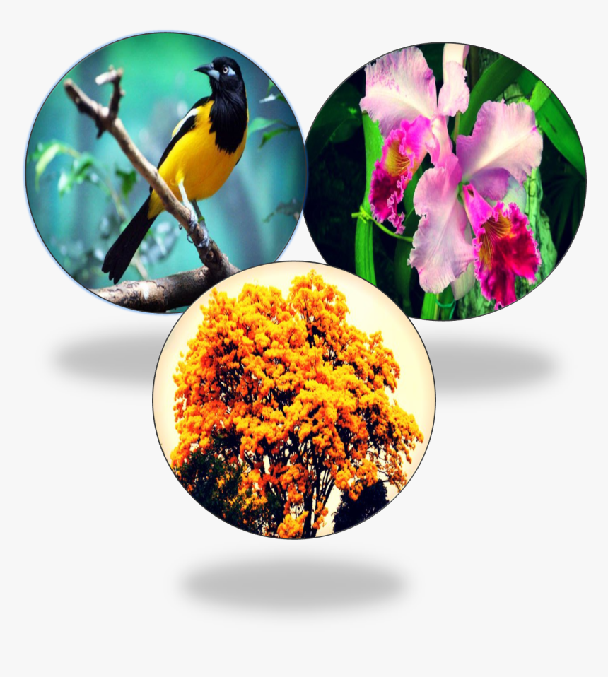 Christmas Orchid, HD Png Download