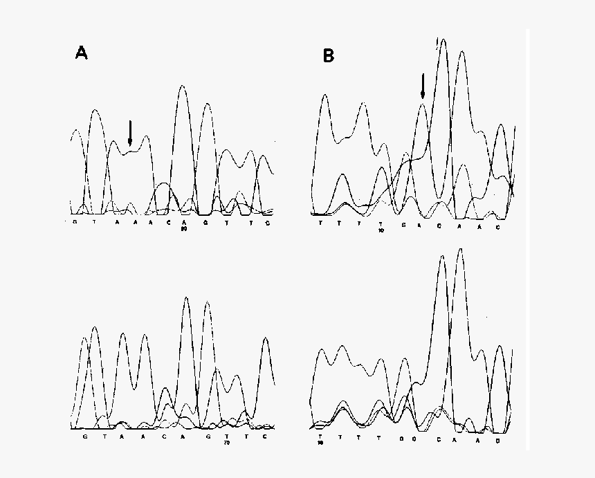 Calligraphy, HD Png Download