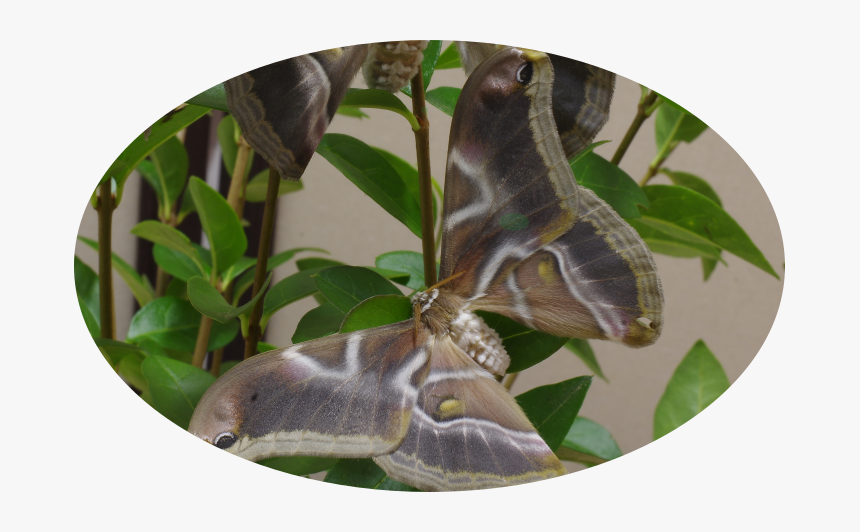 Moth, HD Png Download