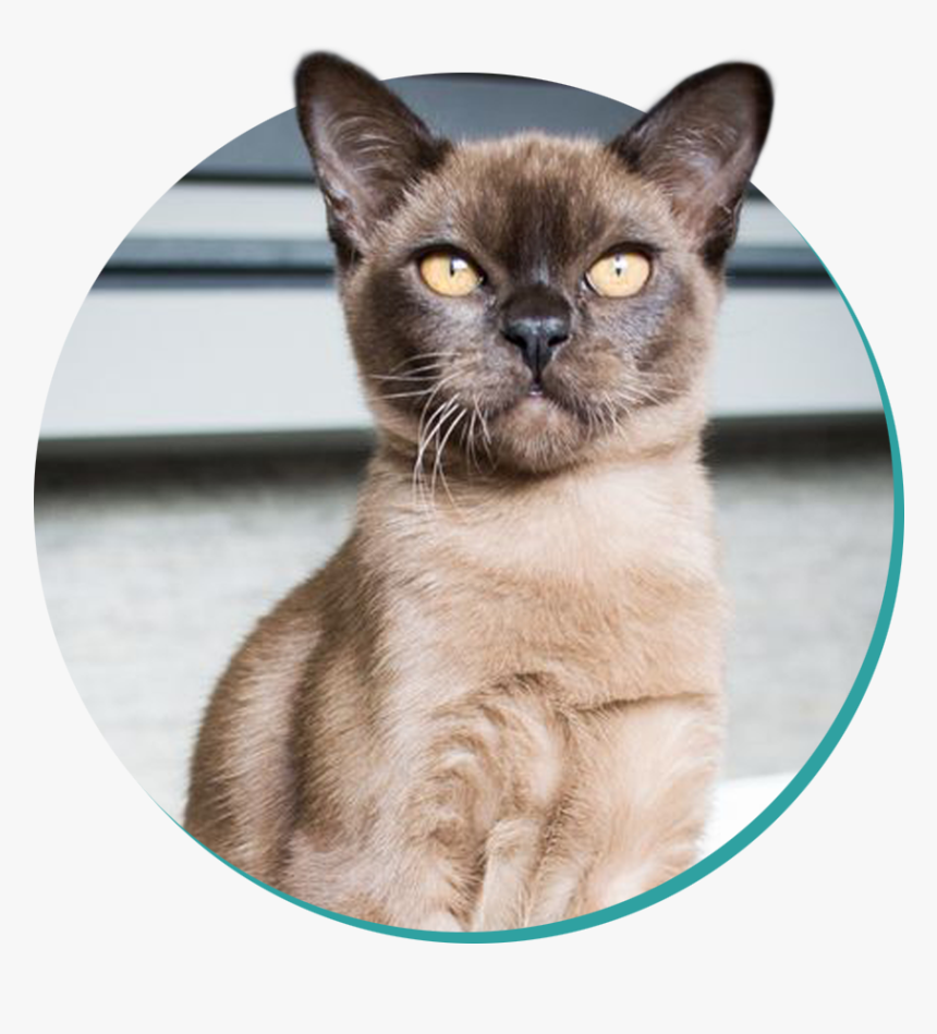 Burmese - Burmese Cat, HD Png Download