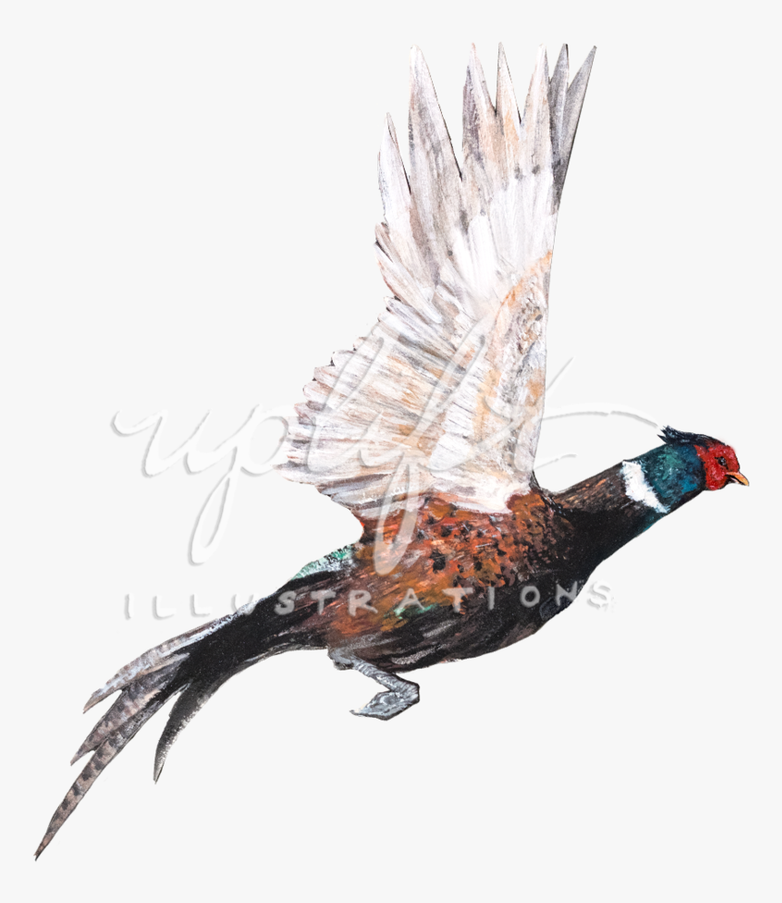 Pheasant - Turkey, HD Png Download