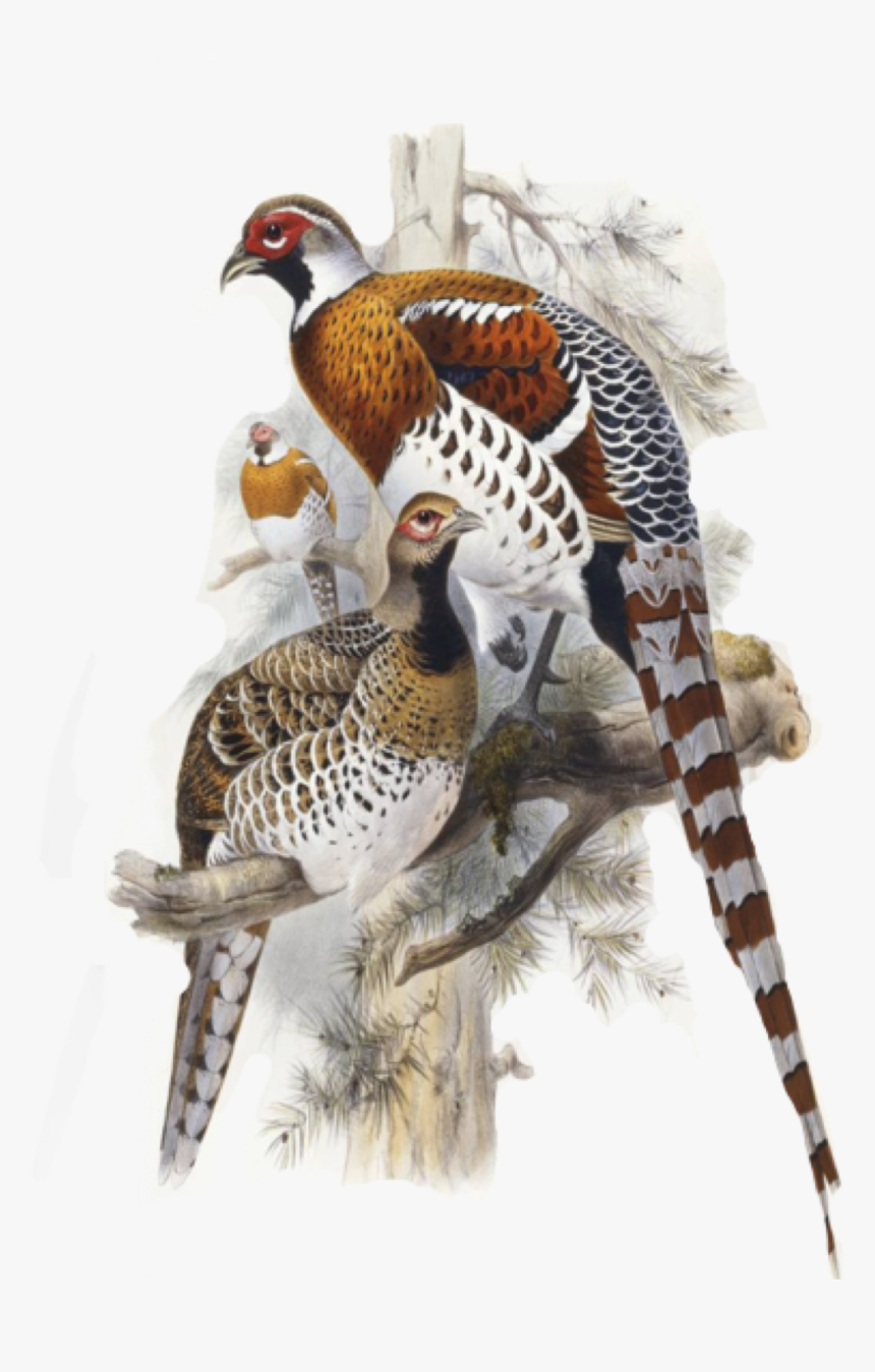 #pheasant #birds @piroskab #freetoedit - Elliot's Pheasant Print, HD Png Download
