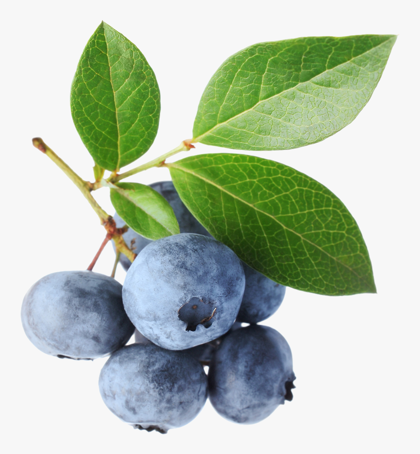 Go To Image - Blueberry Photography, HD Png Download