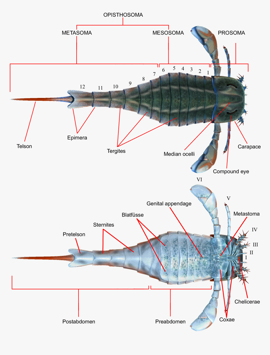 Eurypterus Anatomy - Eurypterid Labeled, HD Png Download
