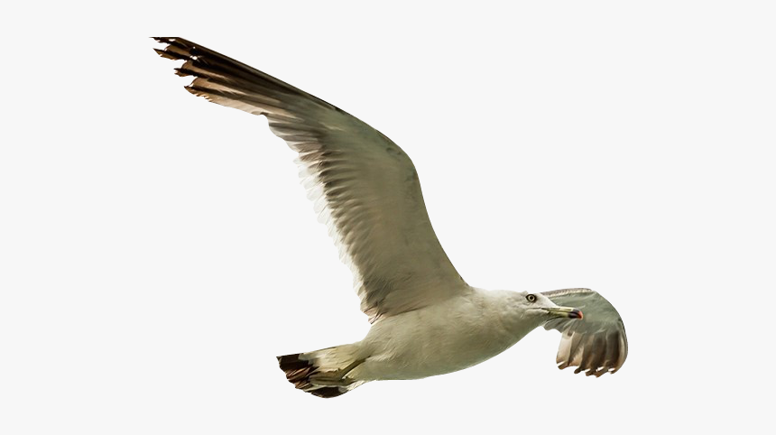 Remove Background Image - European Herring Gull, HD Png Download