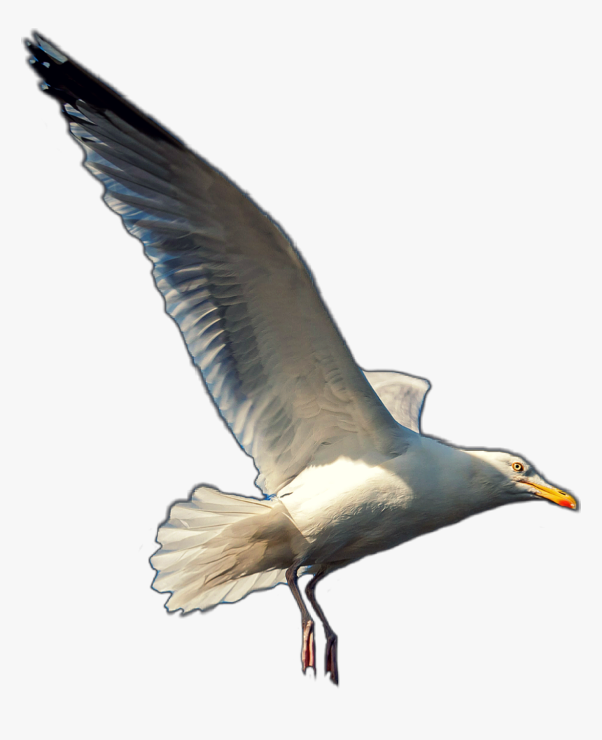 #seagull #seagulls #gull #bird #beach #animals #animal, HD Png Download