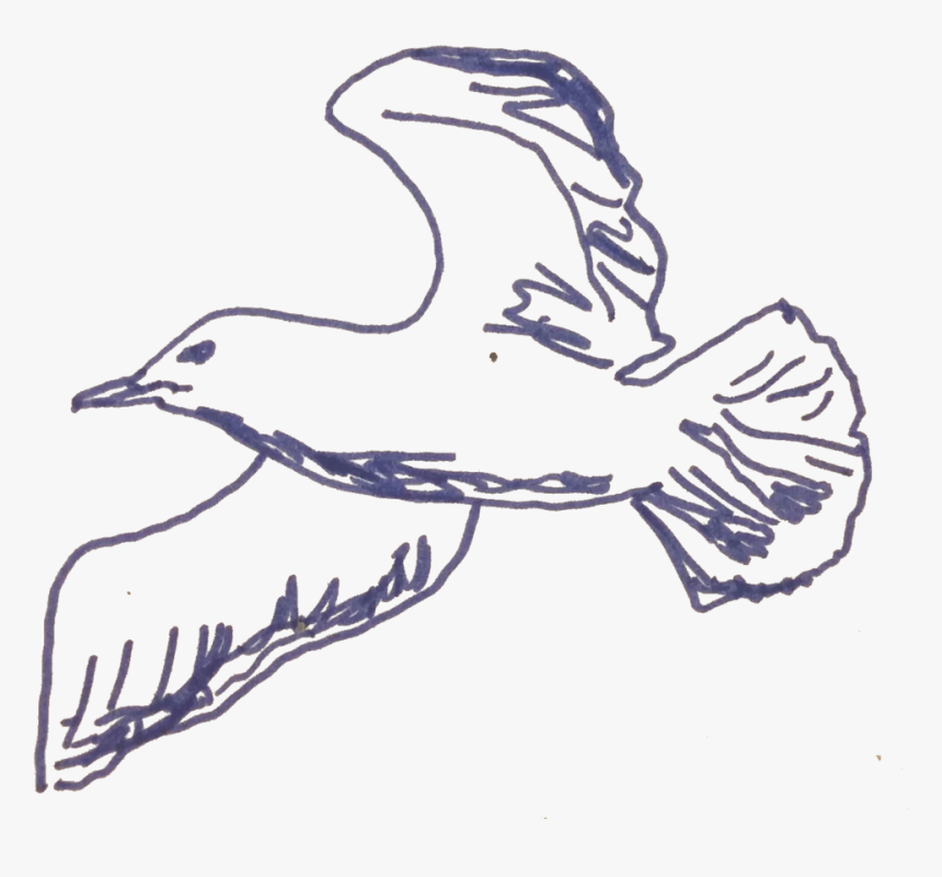 Seagull, HD Png Download