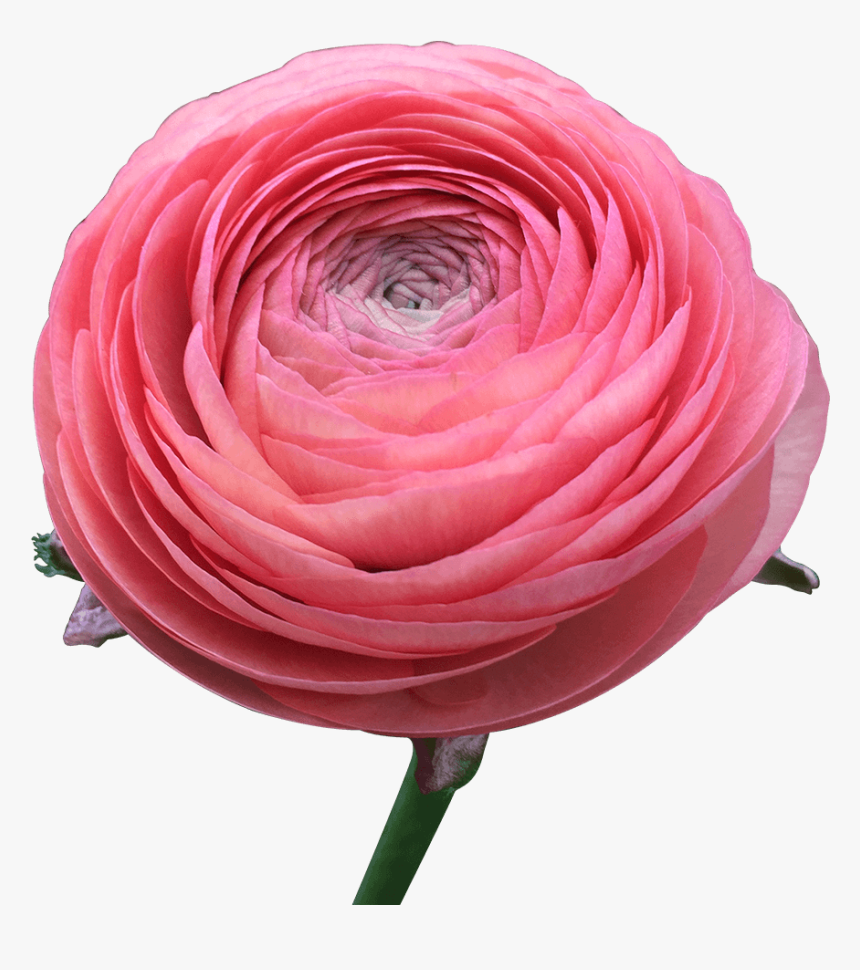 Ranunculus Coral Flowers Low Cost Online Persian Buttercup, HD Png