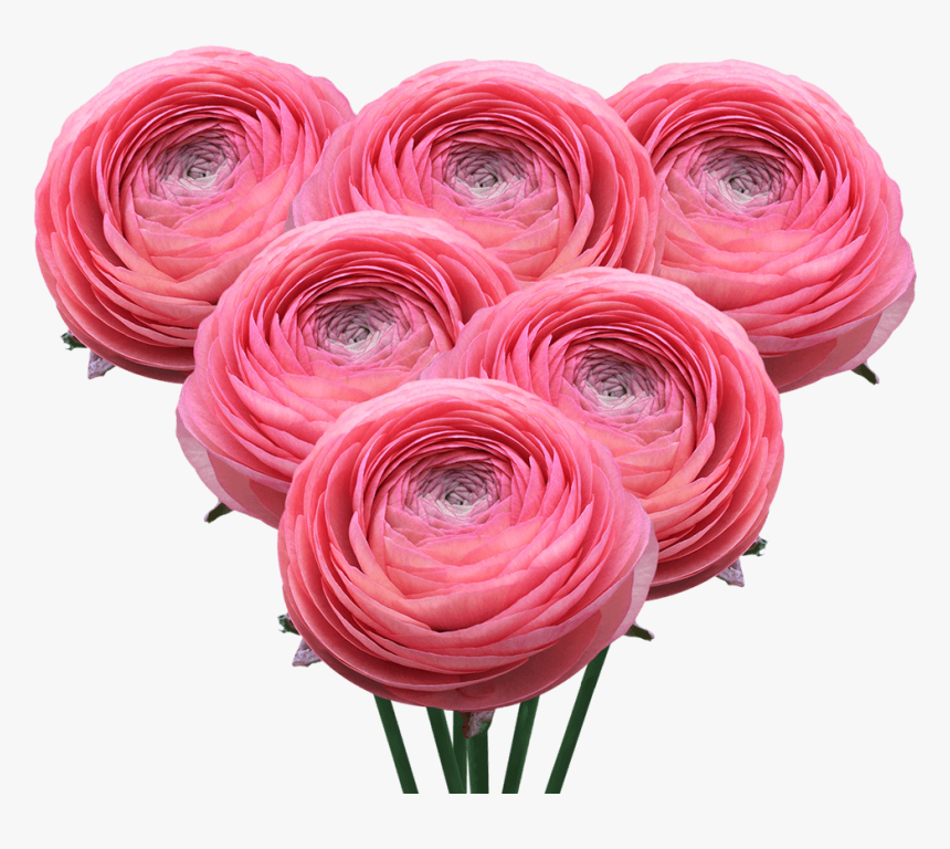 Ranunculus Coral Bouquet Flowers Online Today - Persian Buttercup, HD Png Download