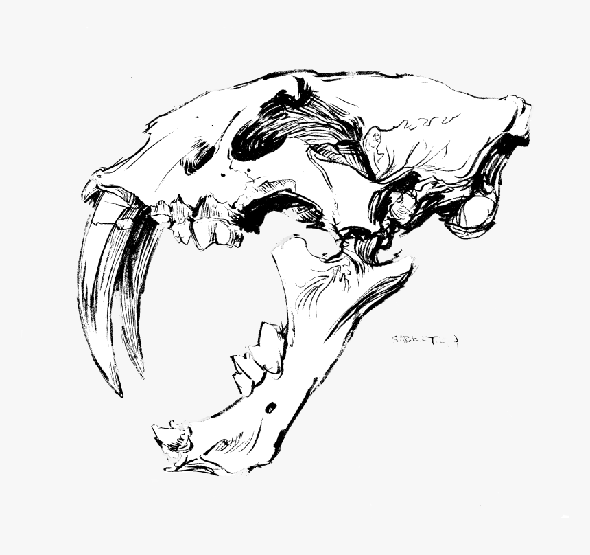 Saber Tooth Skull No Back Ps - Illustration, HD Png Download