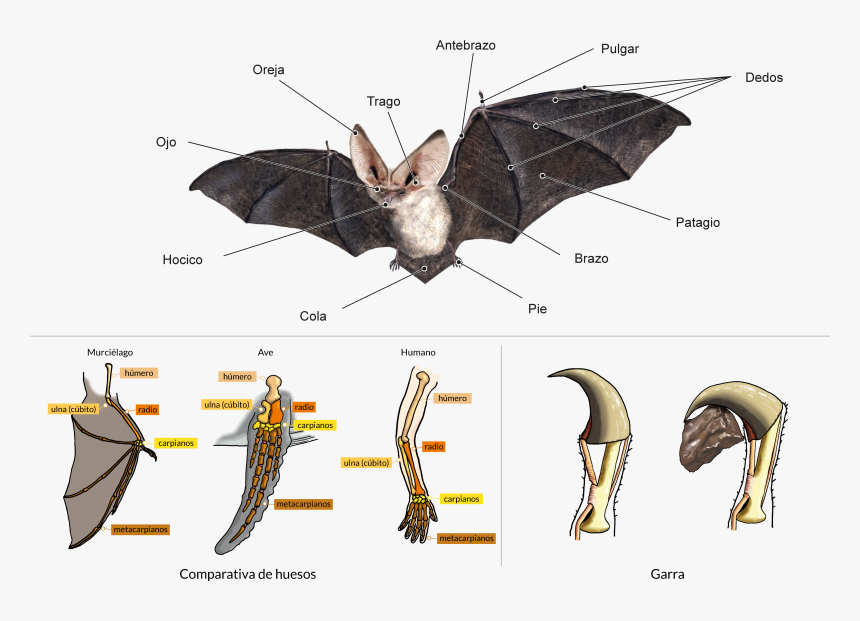 Anatomía De Un Murciélago, HD Png Download