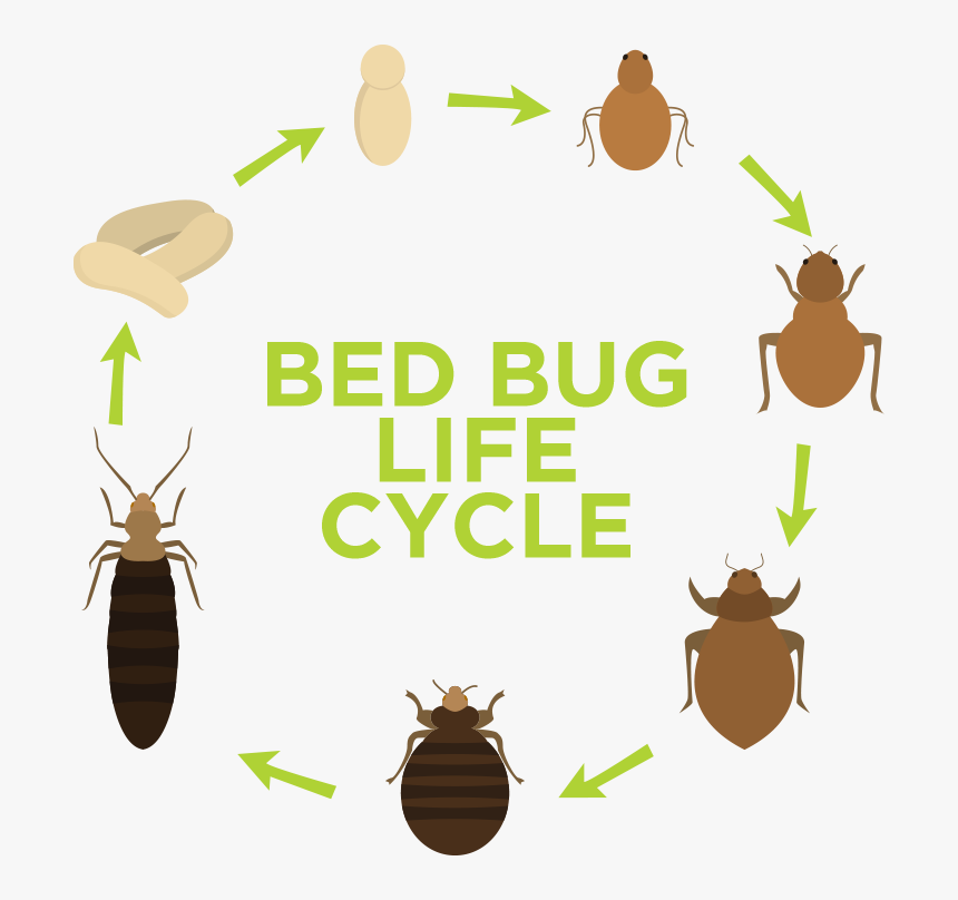 //libertypest - Mediaxplode - - Think Before You Act, HD Png Download