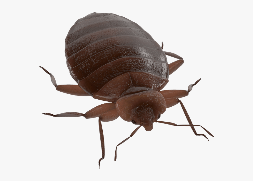 Pest Management Services Bed Bug In Merced, Ca - Weevil, HD Png Download
