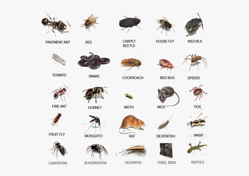 House Pests, HD Png Download