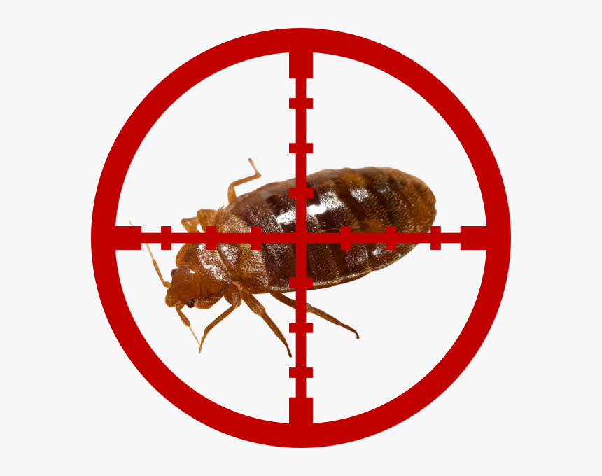 Bed Bugs - Cross Hairs Clip Art, HD Png Download