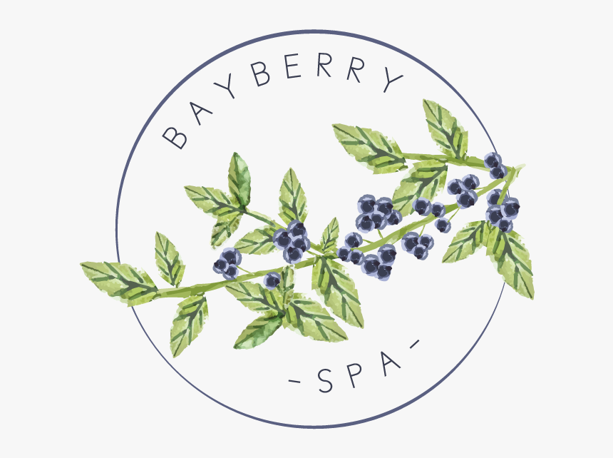 Bayberry Sprig - Borage Family, HD Png Download